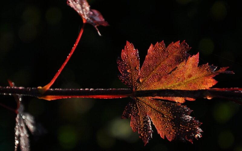 Red Maple Leaf with Dew