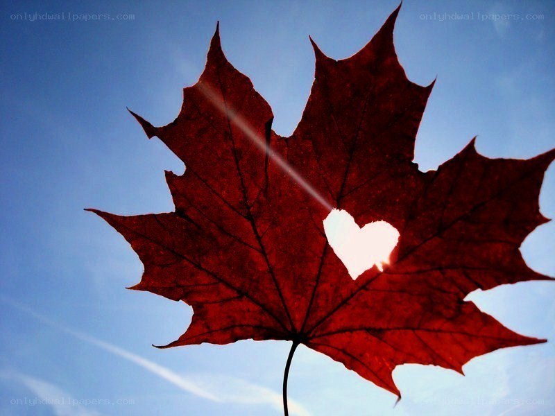 Red maple leaf with heart cutout