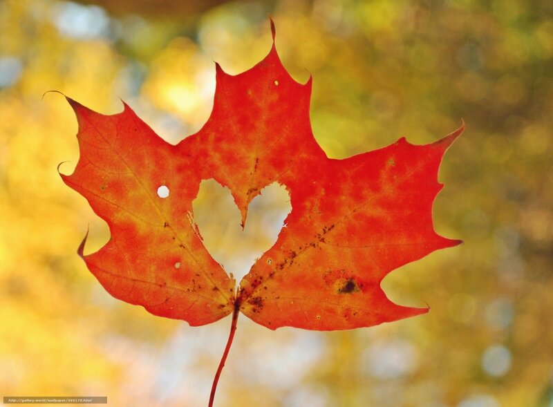 Red maple leaf with heart shape