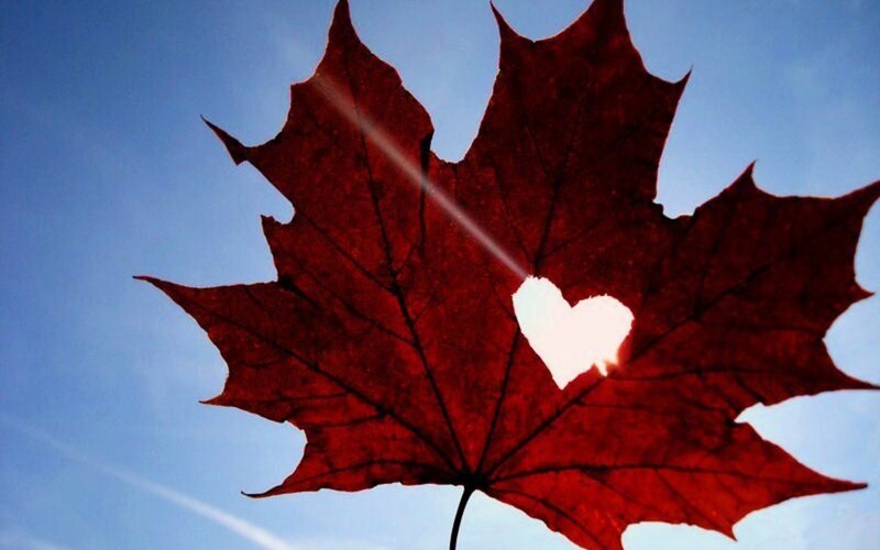red maple leaf with heart