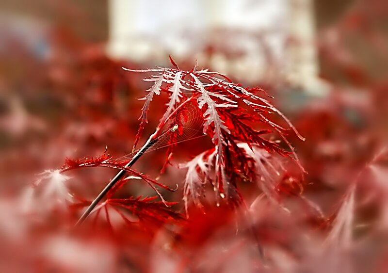 Red Maple Leaf with Spiderweb