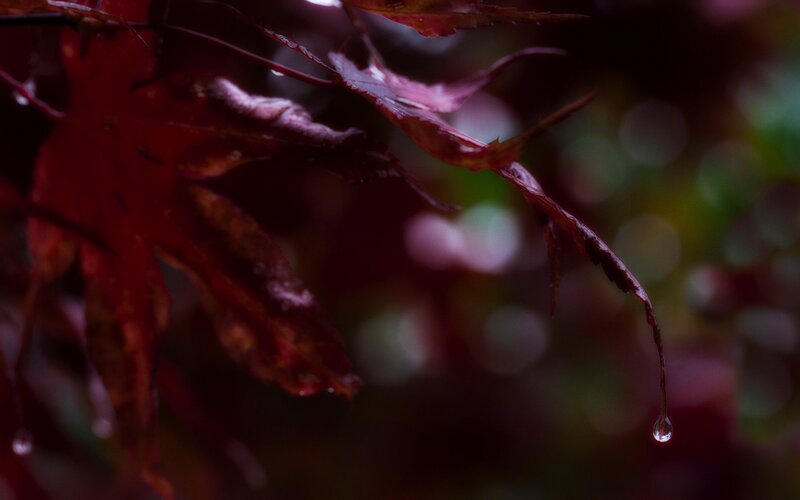 Red Maple Leaf with Water Droplet