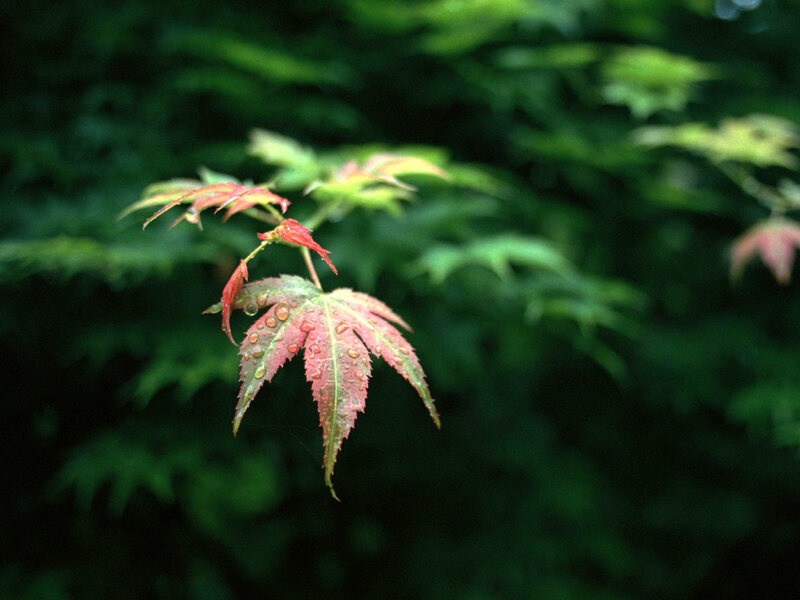 Red maple leaf with water droplets