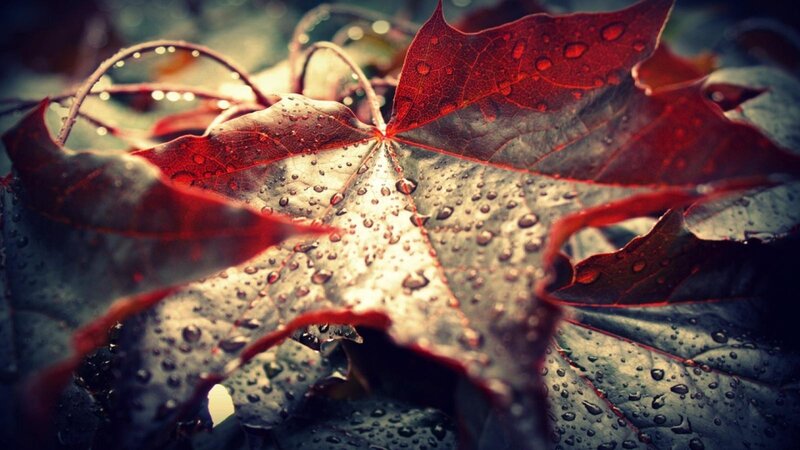Red Maple Leaf with Water Droplets — Dramatic