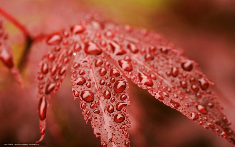 Red Maple Leaf with Water Droplets — Serene, Autumn, Photograph