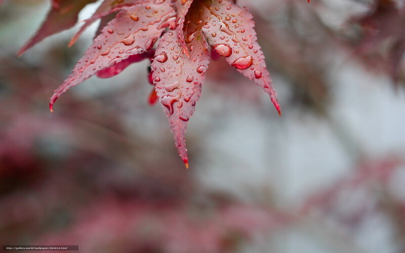 Red Maple Leaf with Water Droplets — Serene, Autumn