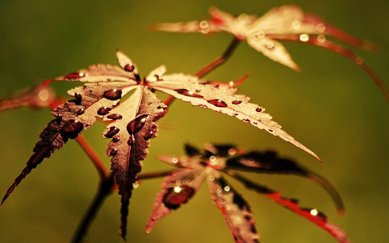 Red Maple Leaf with Water Droplets — Serene