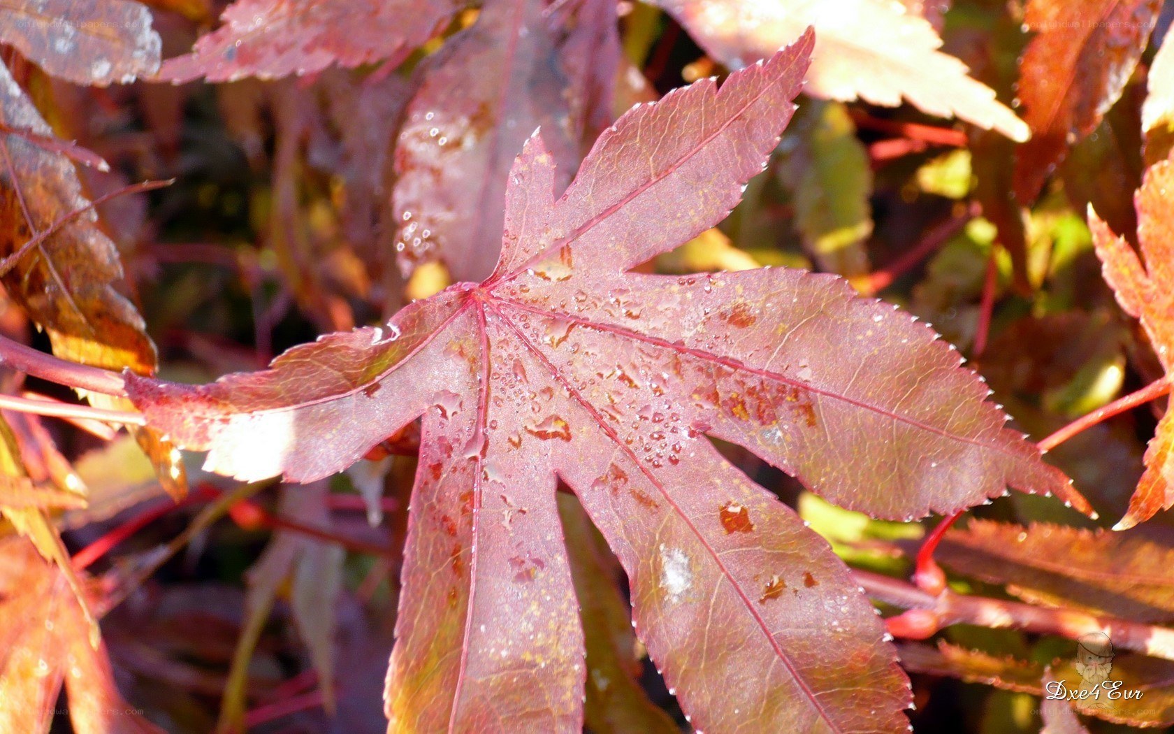 Red maple leaf with water droplets