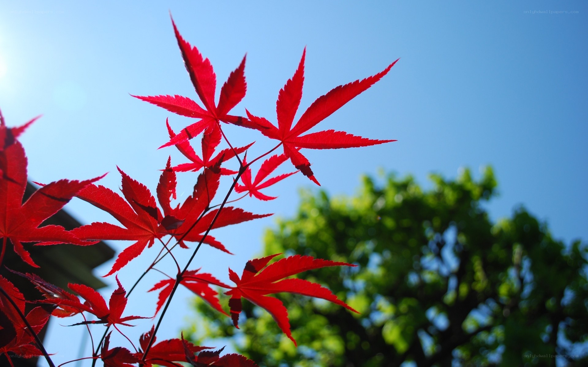 Red maple leaves against blue sky