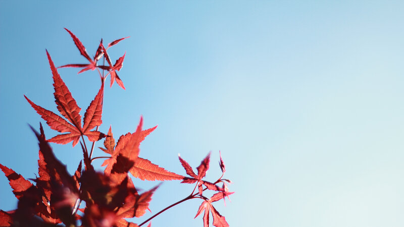 red maple leaves against blue sky