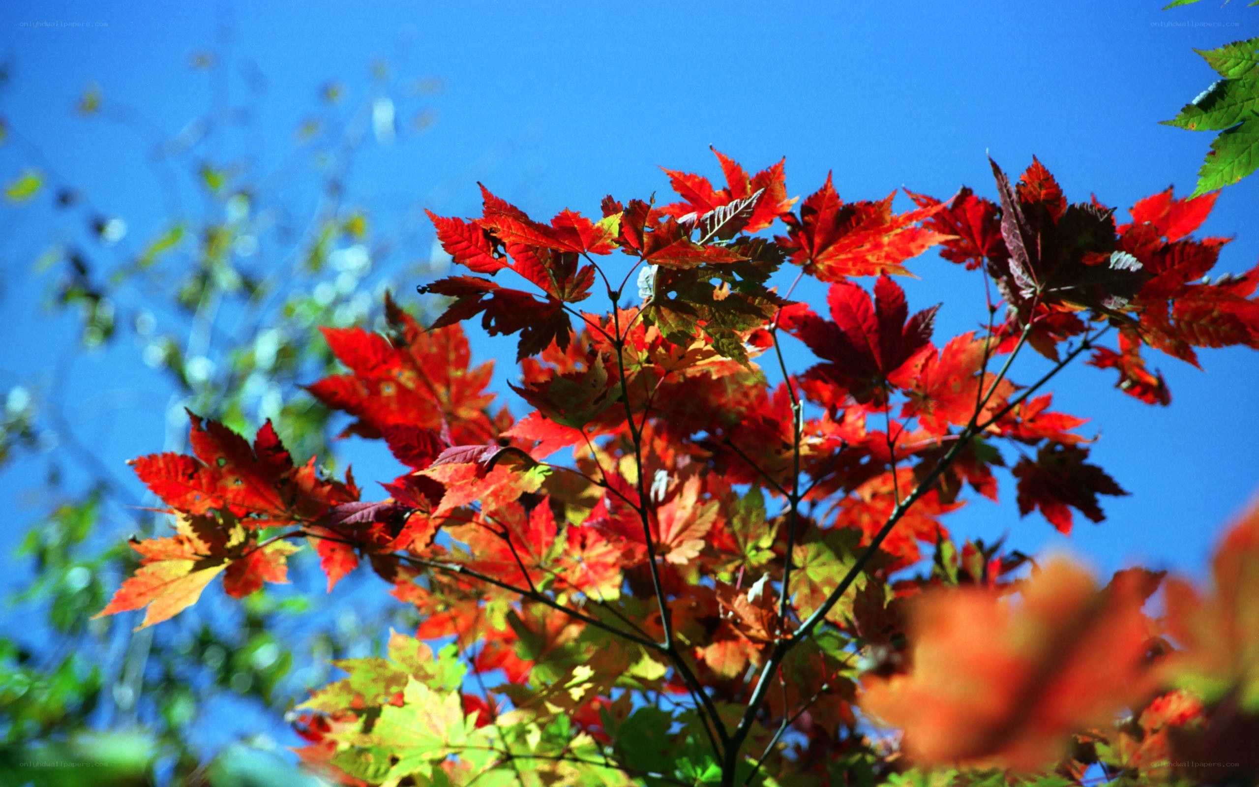 Red maple leaves against blue sky