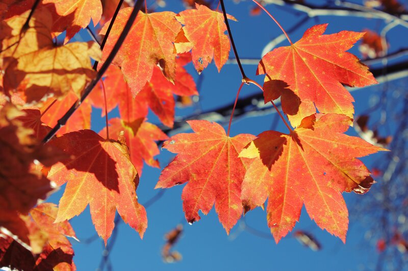 Red maple leaves against blue sky