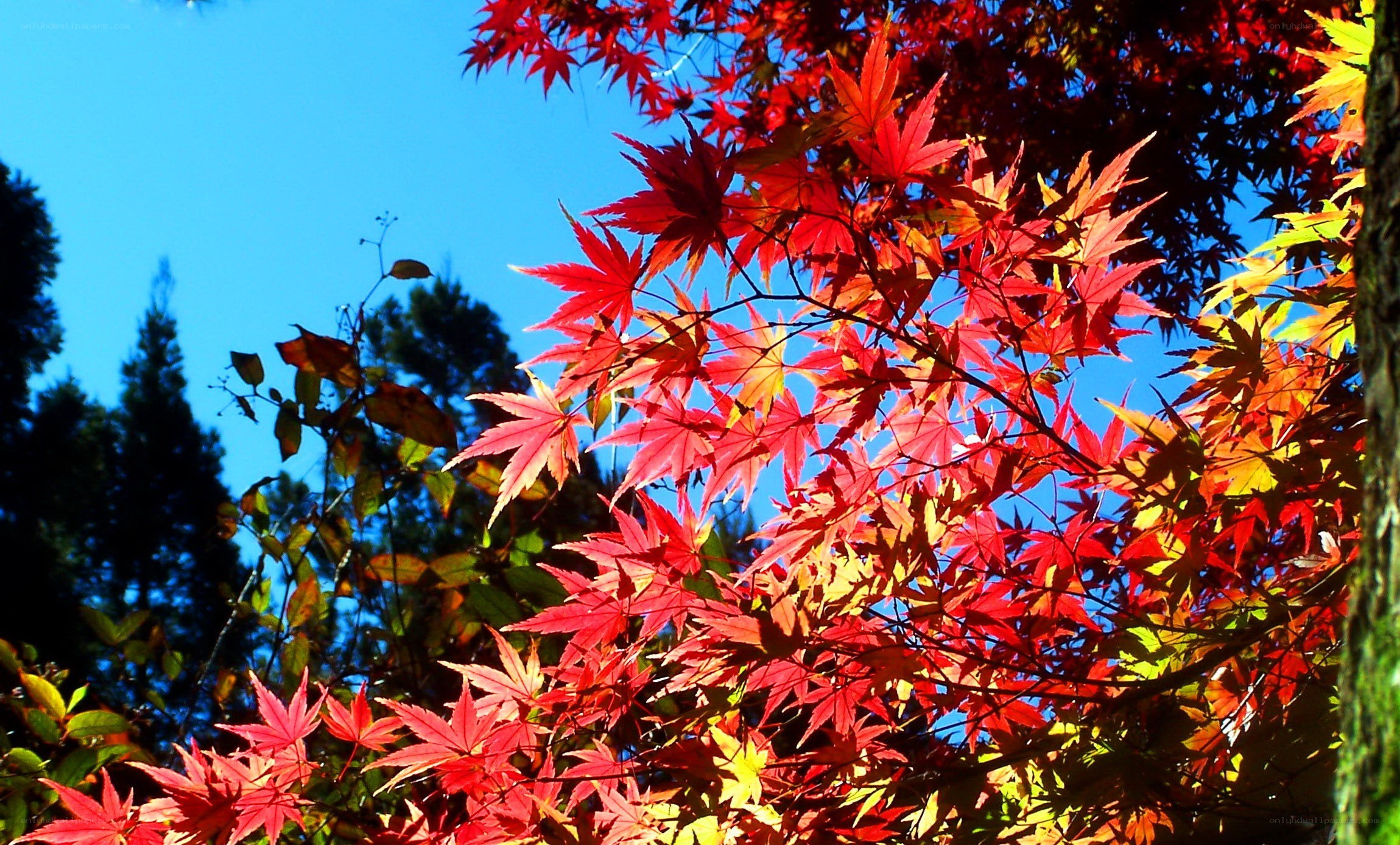 Red maple leaves against blue sky