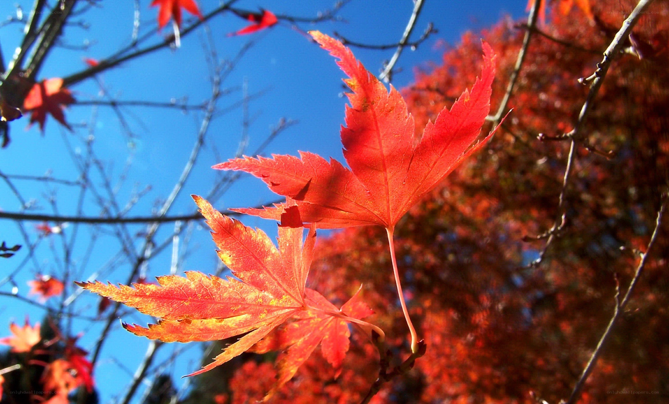 Red maple leaves against blue sky