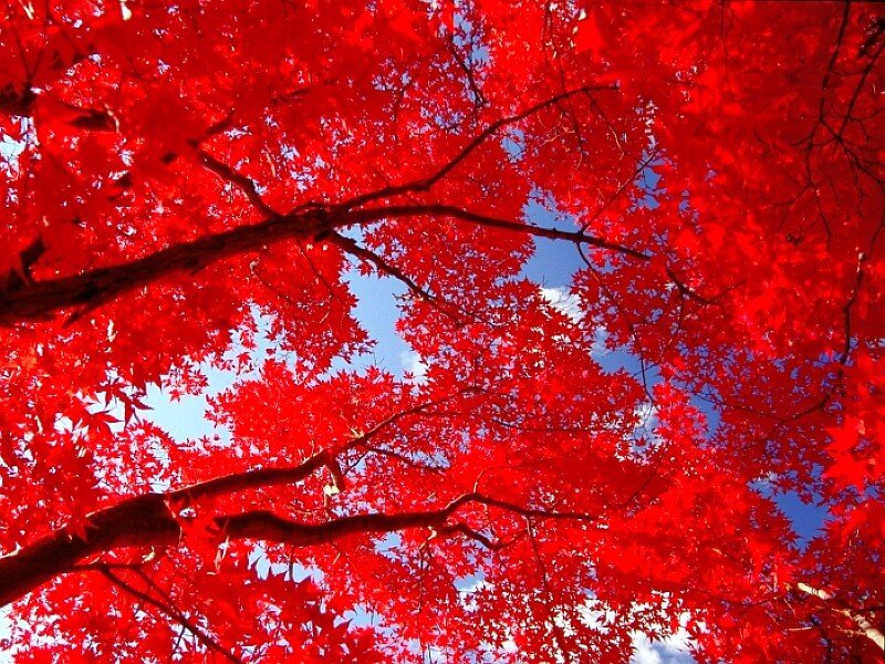 Red maple leaves against blue sky
