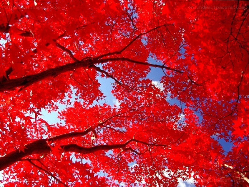 Red maple leaves against blue sky