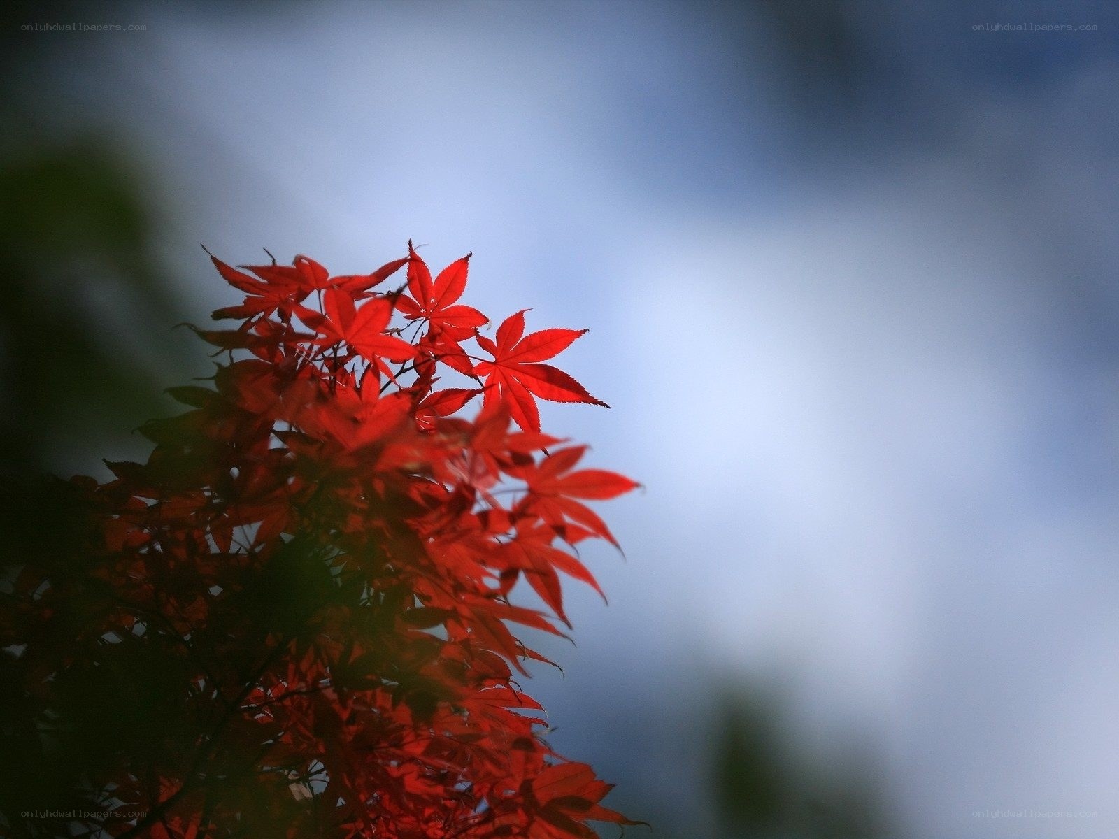 Red maple leaves against blue sky