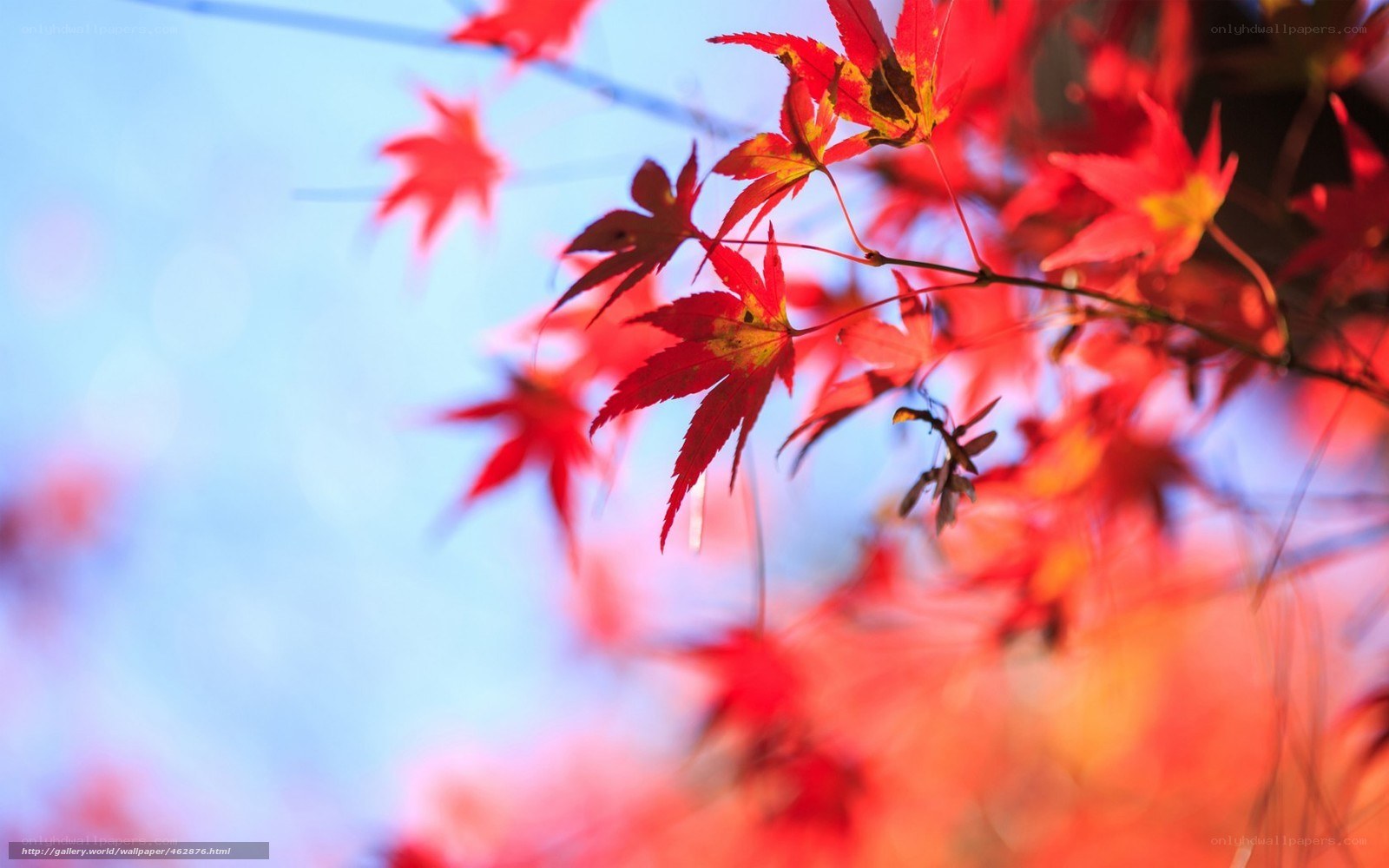 Red maple leaves against blue sky