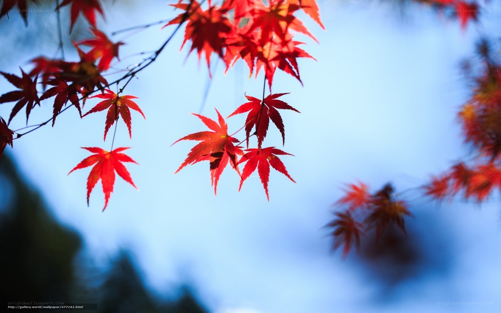 Red maple leaves against blue sky