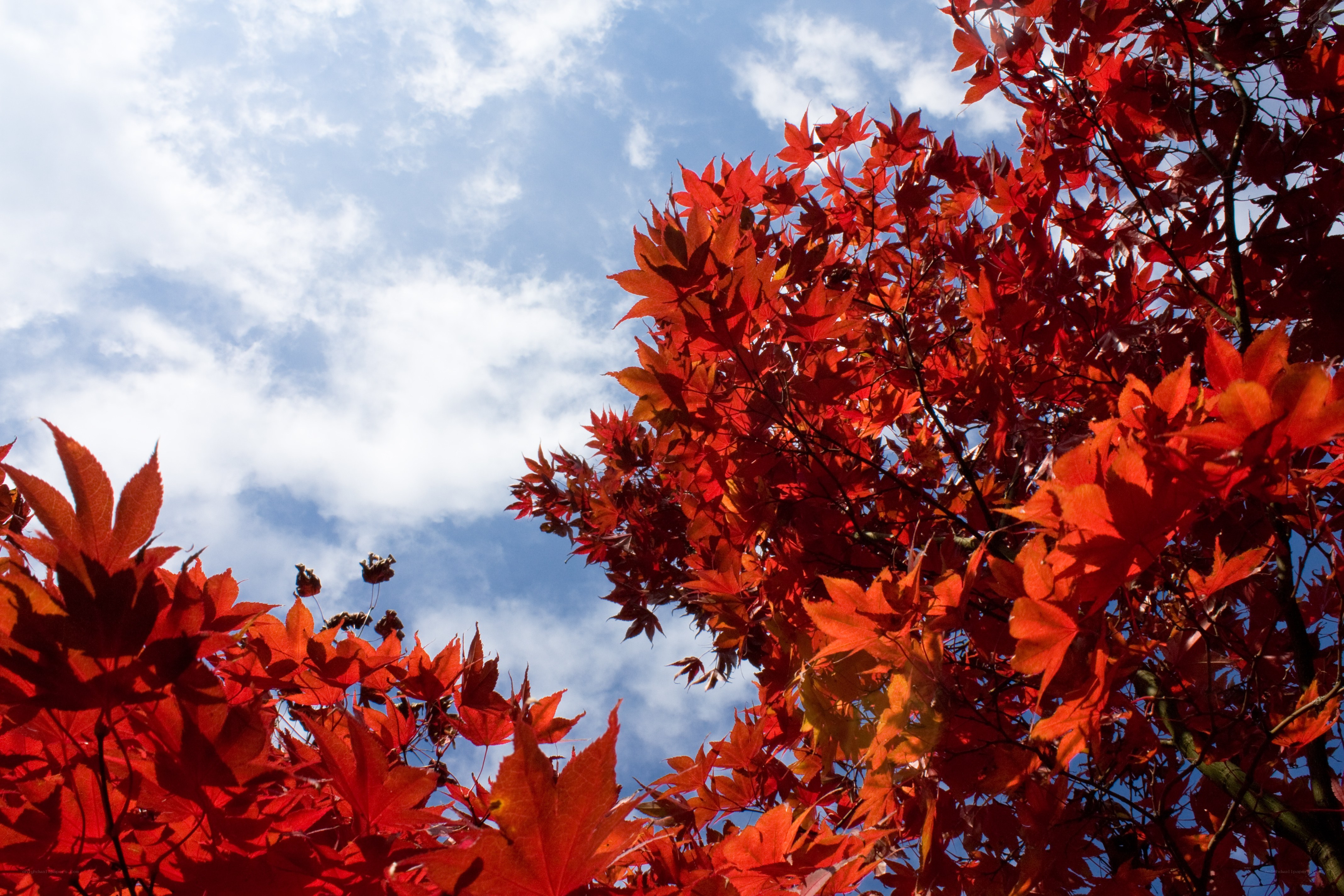 Red maple leaves against blue sky