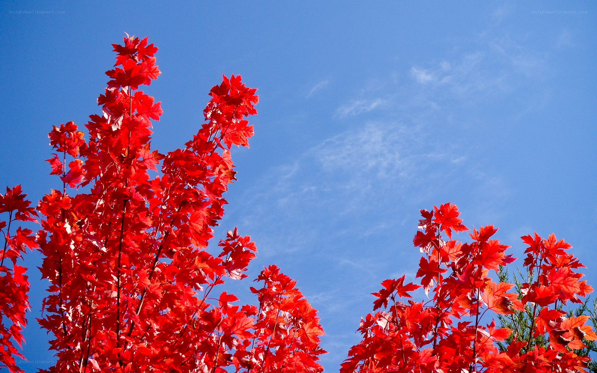 Red maple leaves against blue sky