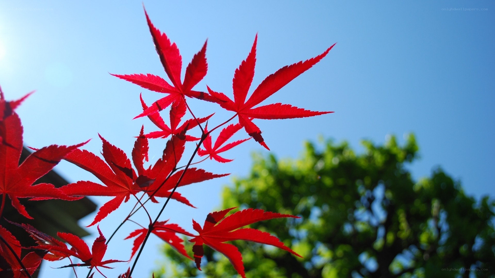 Red maple leaves against blue sky