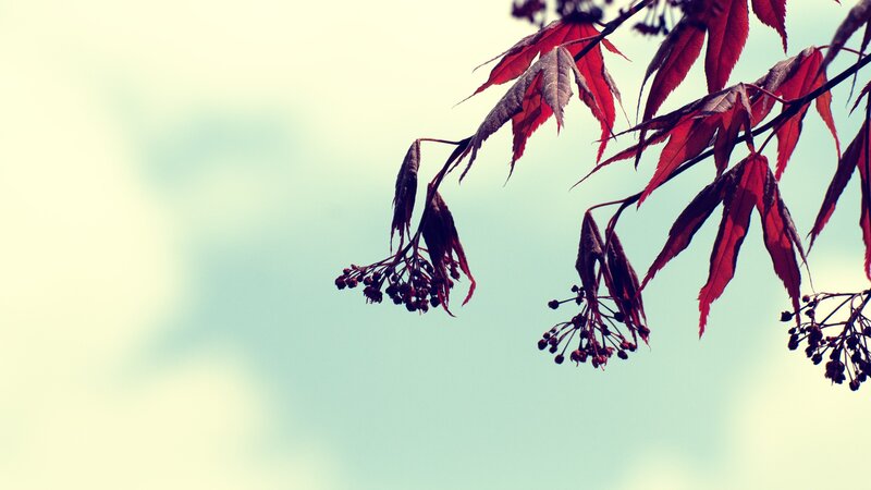 red maple leaves against sky