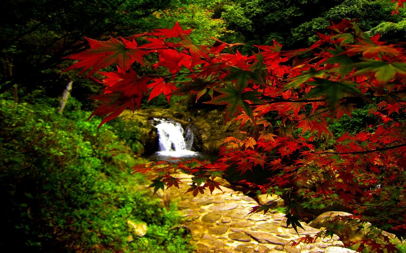 Red Maple Leaves and Waterfall
