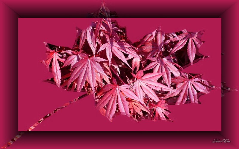 Red Maple Leaves Art