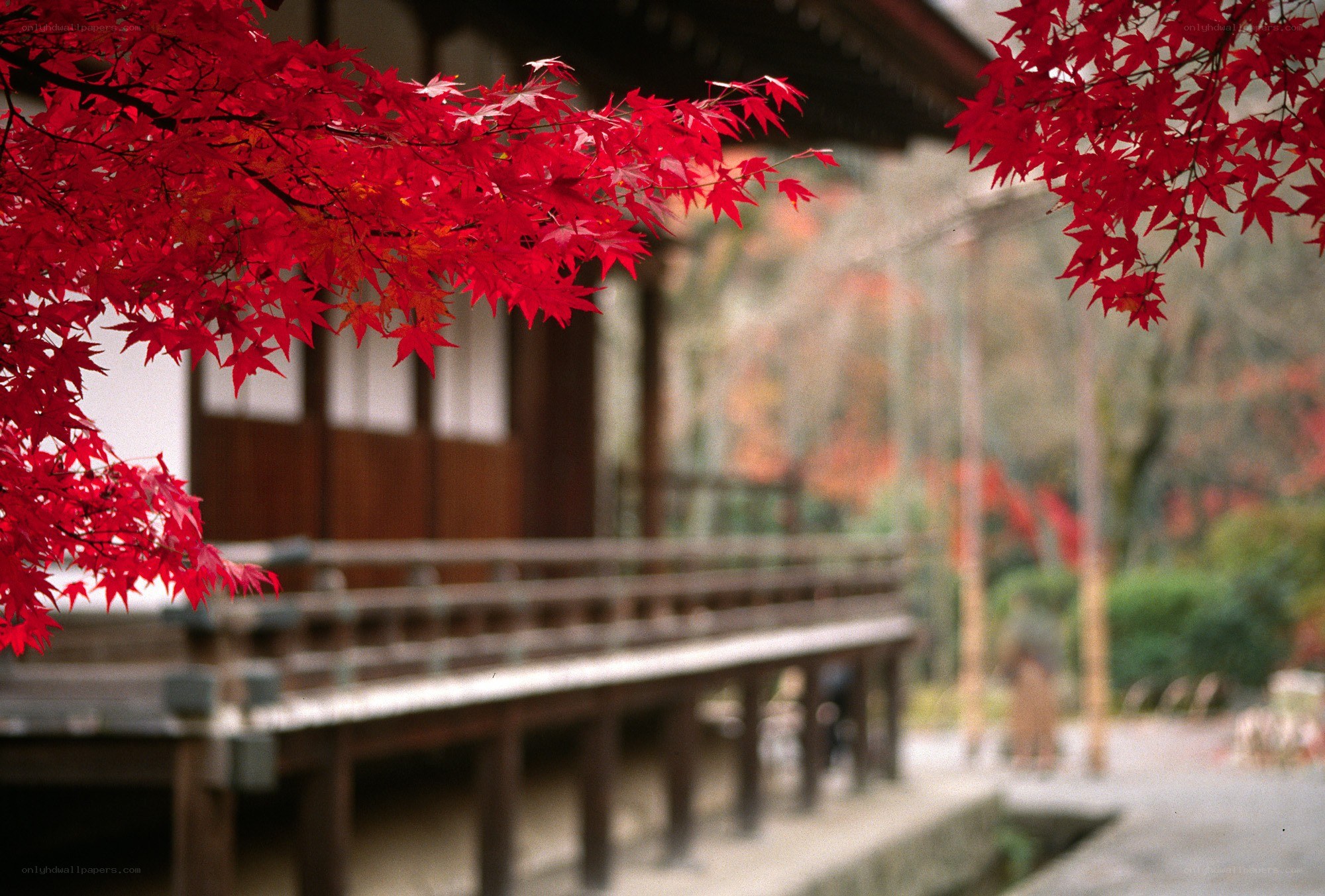 Red maple leaves at a temple