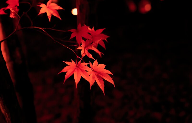 Red Maple Leaves at Night — Dramatic