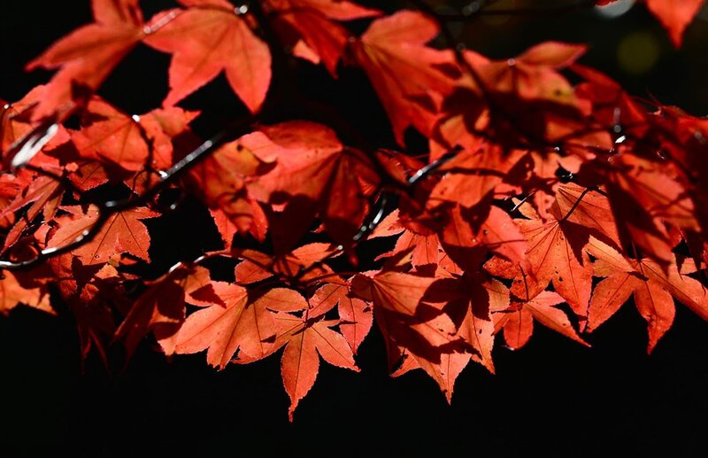Red maple leaves at night