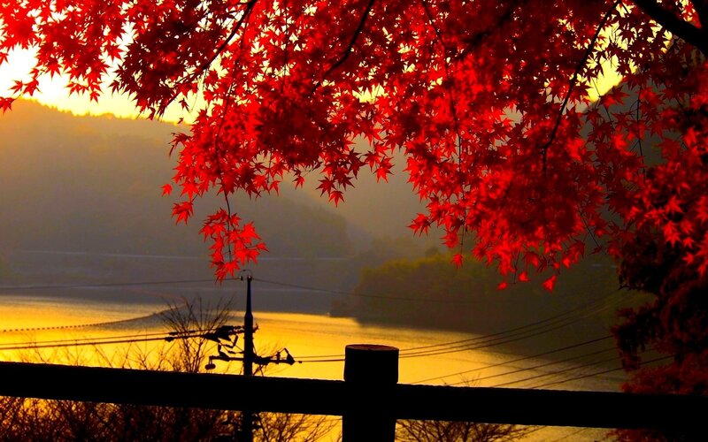 Red maple leaves at sunset