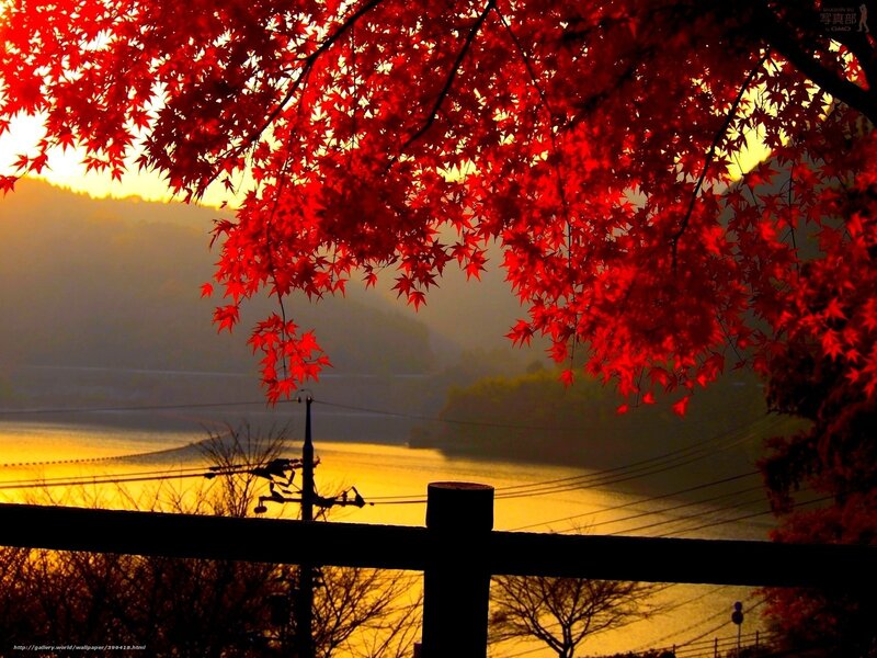 Red maple leaves at sunset
