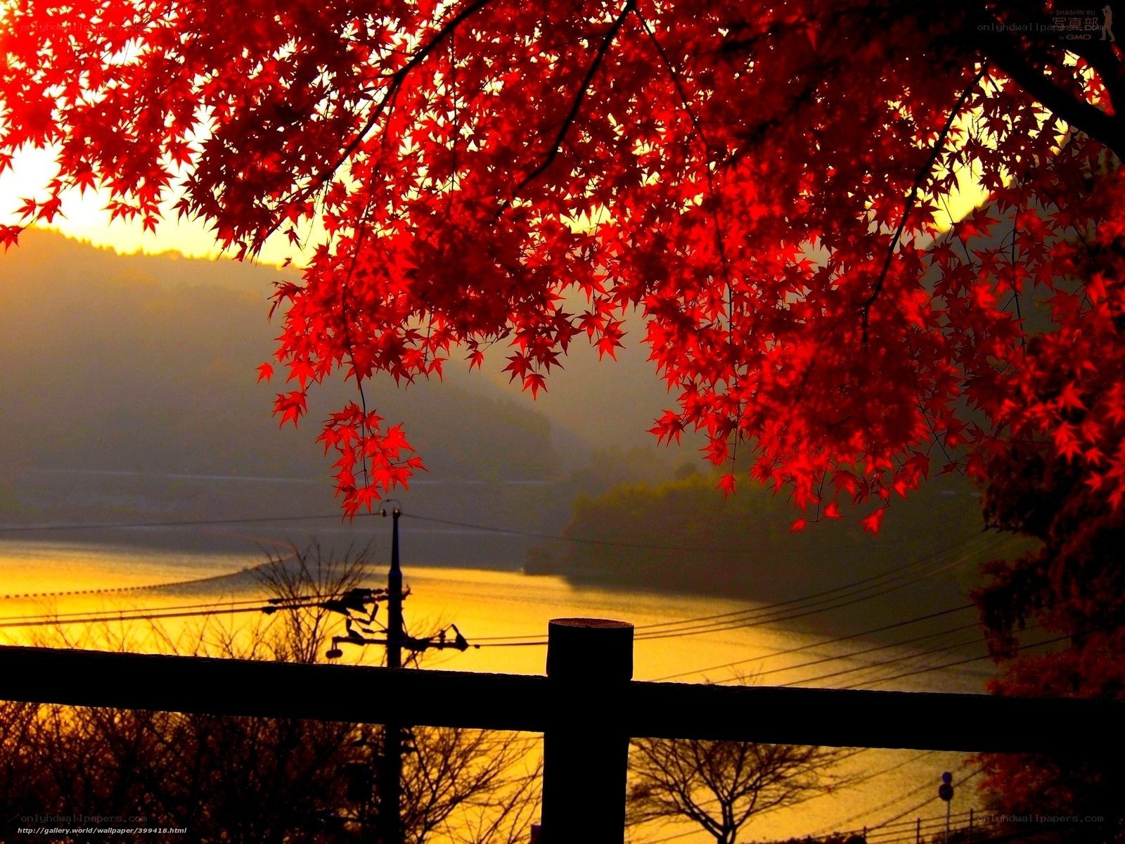 Red maple leaves at sunset