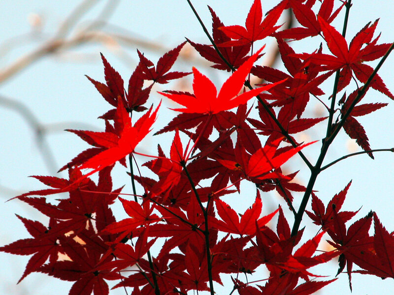 Red Maple Leaves — Autumn, Blue
