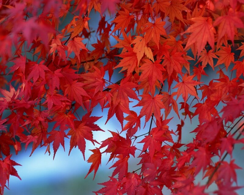 Red Maple Leaves — Autumn, Photograph