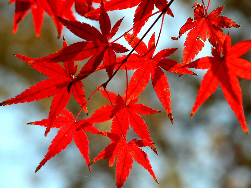 Red Maple Leaves — Autumn, Sky