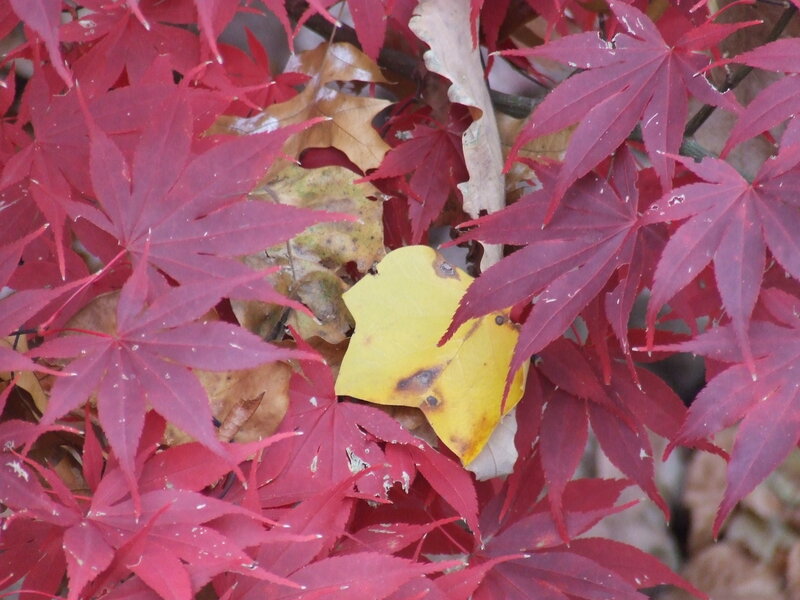 Red Maple Leaves — Autumnal, Autumn