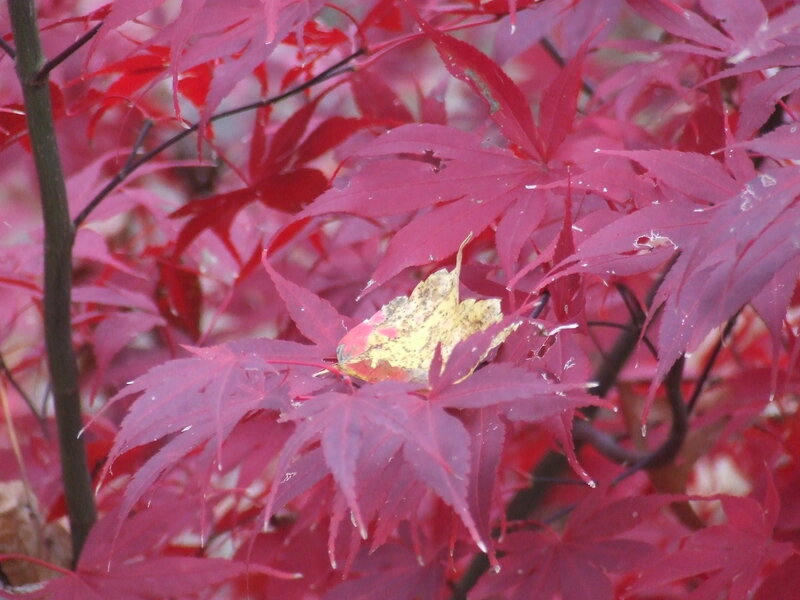 Red Maple Leaves — Autumnal