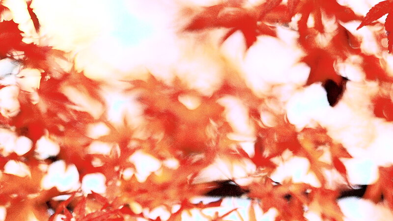 Red Maple Leaves — Bright
