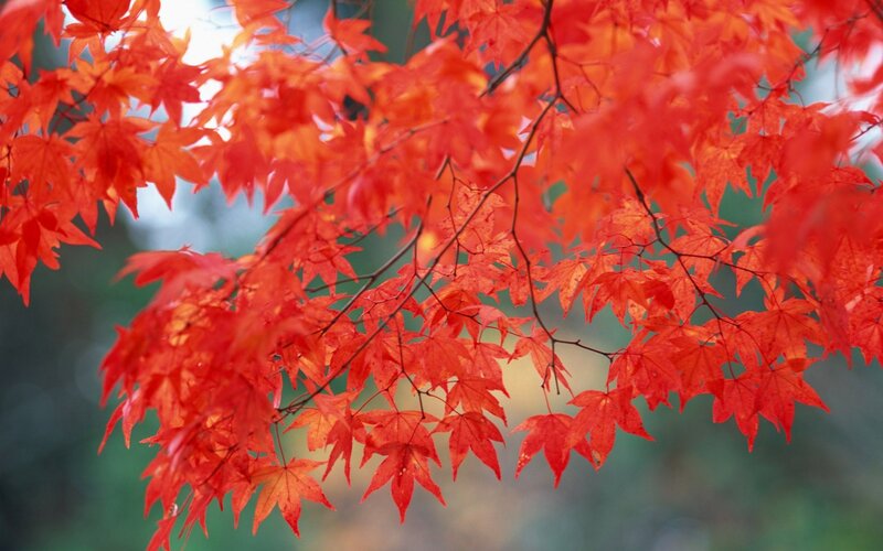 Red Maple Leaves — Brown