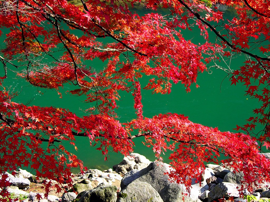Red maple leaves by a green river