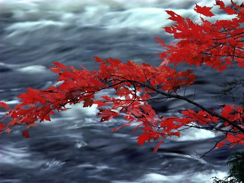 Red maple leaves by a river