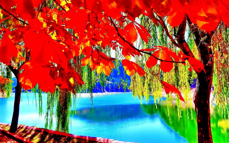 Red Maple Leaves by Lake — Serene