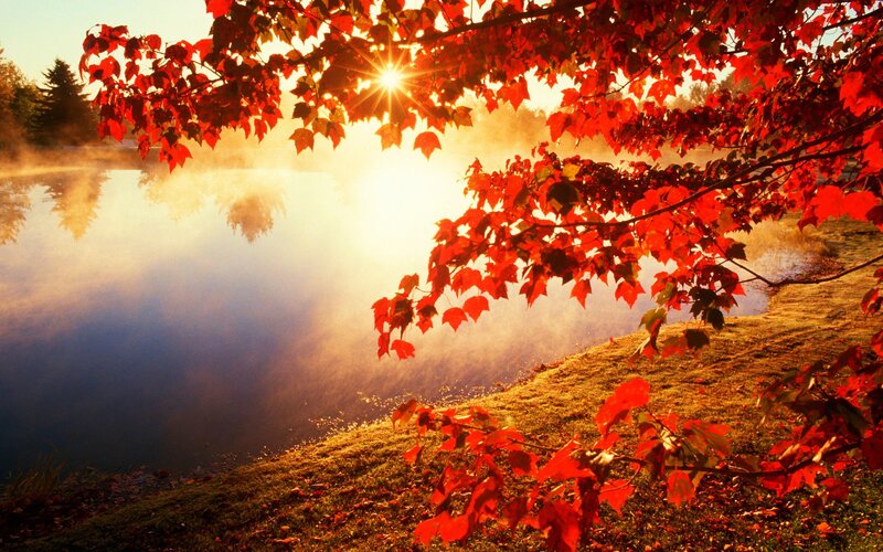 Red Maple Leaves by Lake