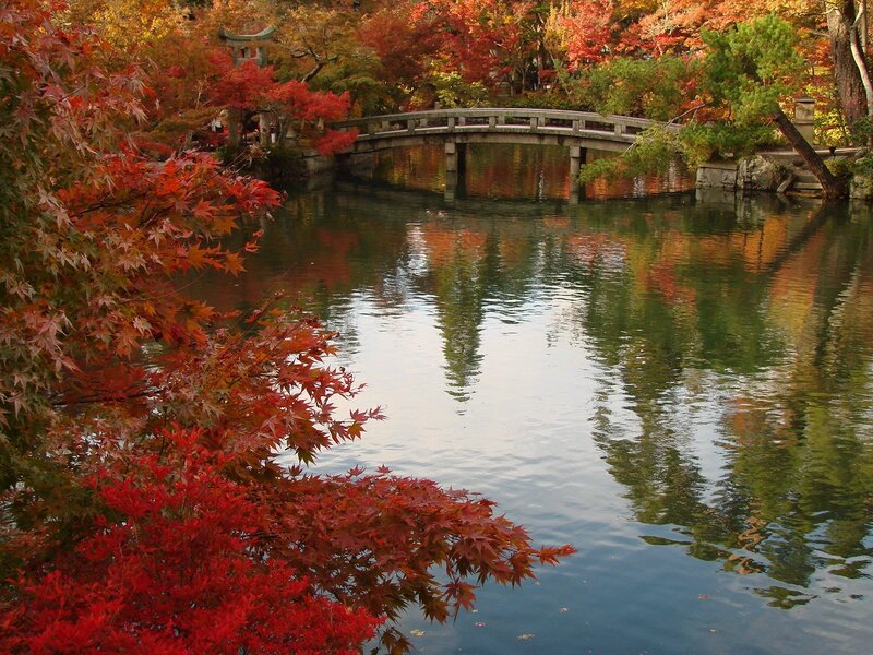 Red Maple Leaves by Pond — Serene