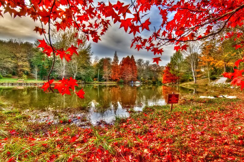Red Maple Leaves by Pond