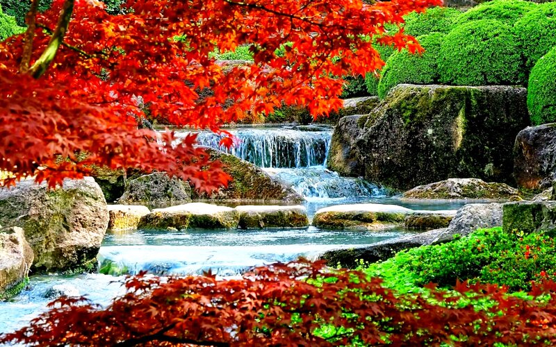 Red Maple Leaves by Stream — Serene, Autumn