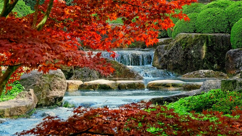 Red Maple Leaves by Stream — Serene